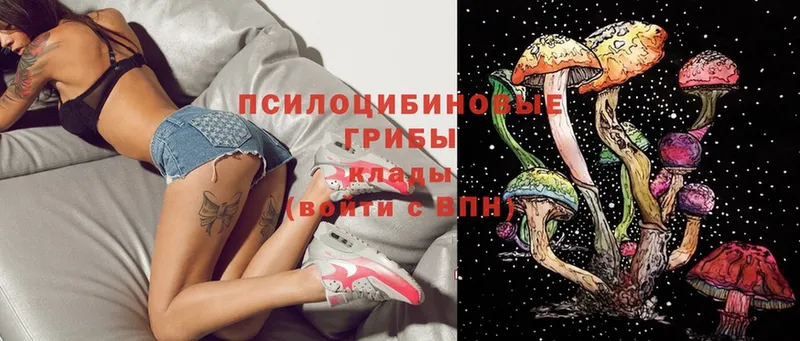 где можно купить   Алушта  Галлюциногенные грибы Psilocybe 